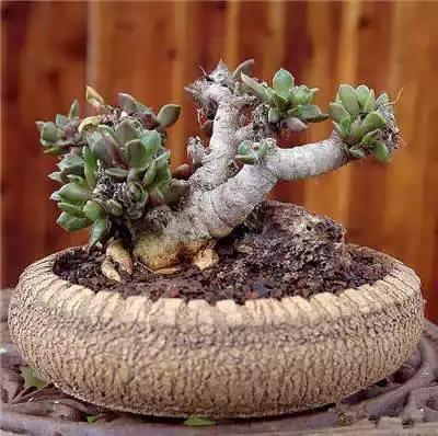 多肉大师手绘花盆,多肉顶级玩家