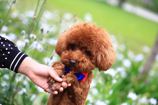 泰迪犬咳嗽呕吐白沫是什么原因,泰迪犬吐白沫拉黄屎是咋回事