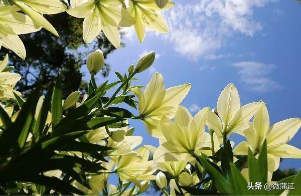 石象湖游览图片大全,石象湖自然风景