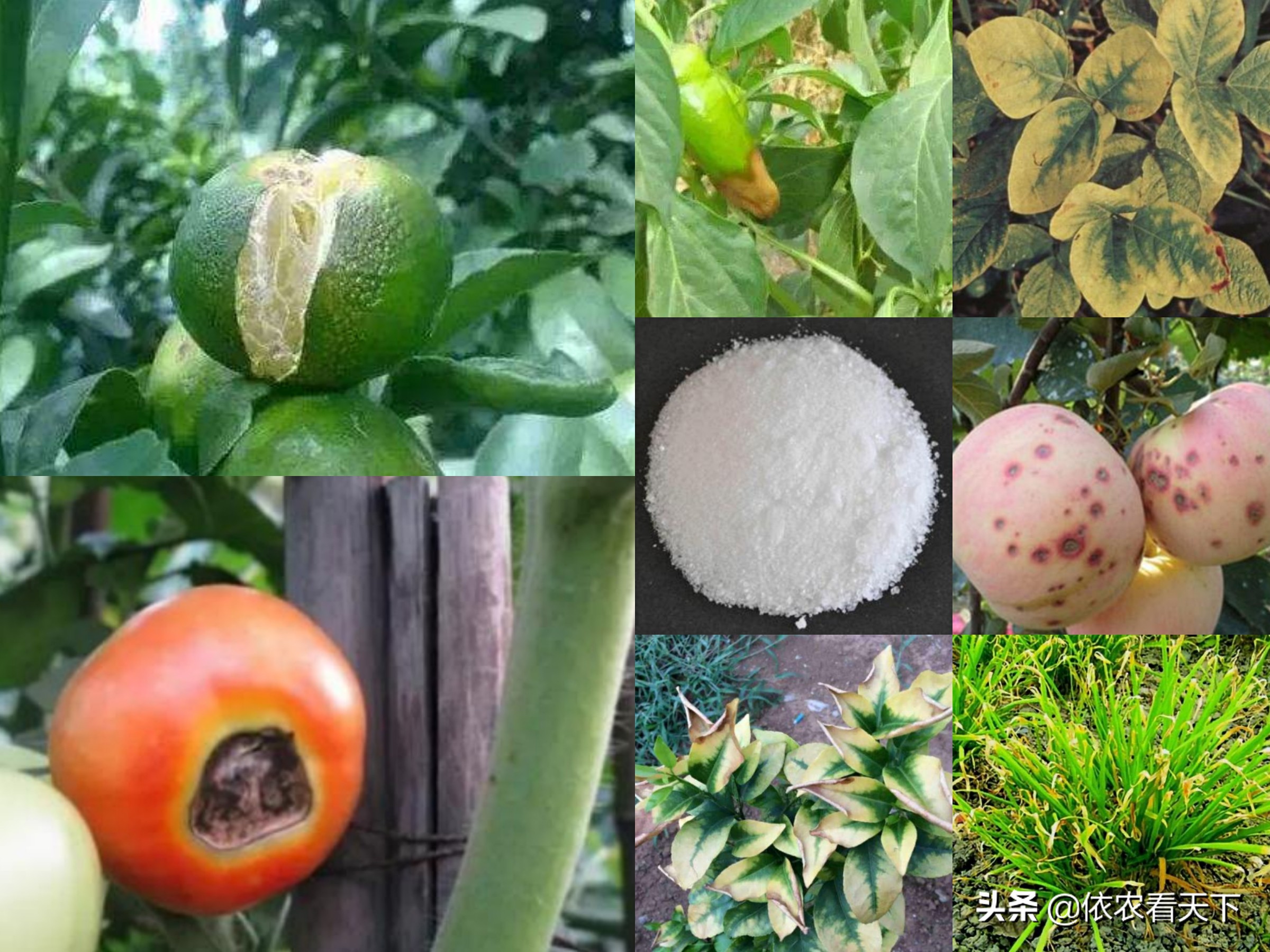 缺钙用什么钙肥最好,如何给作物有效补钙肥