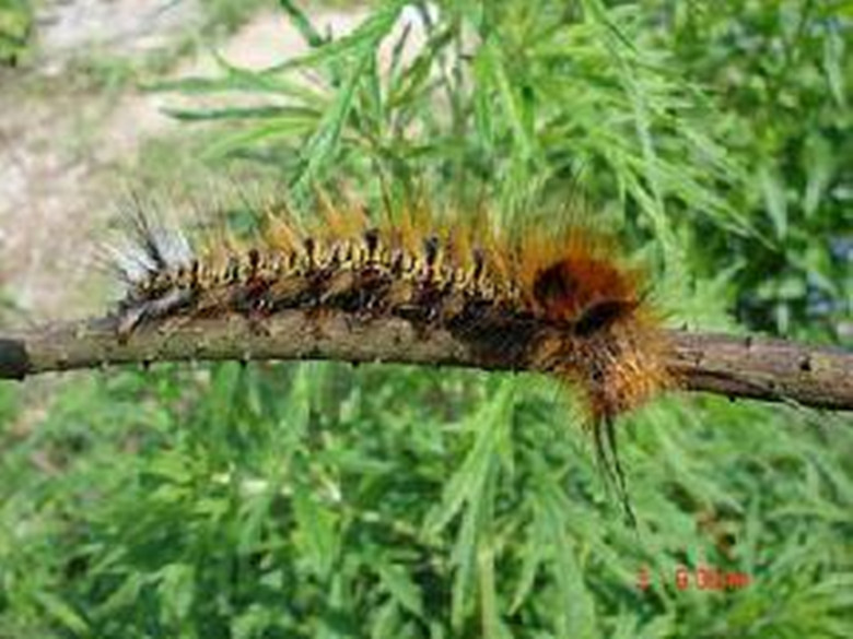 我和虫子大战完整版,我与昆虫的对决