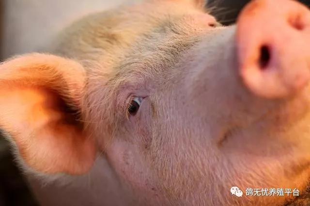 最近养鸽业行情如何,目前养鸽行情如何