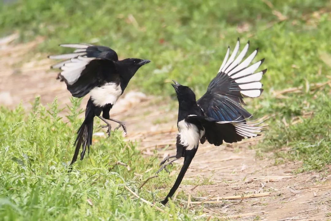 秦岭山里常见的鸟,秦岭的猛禽