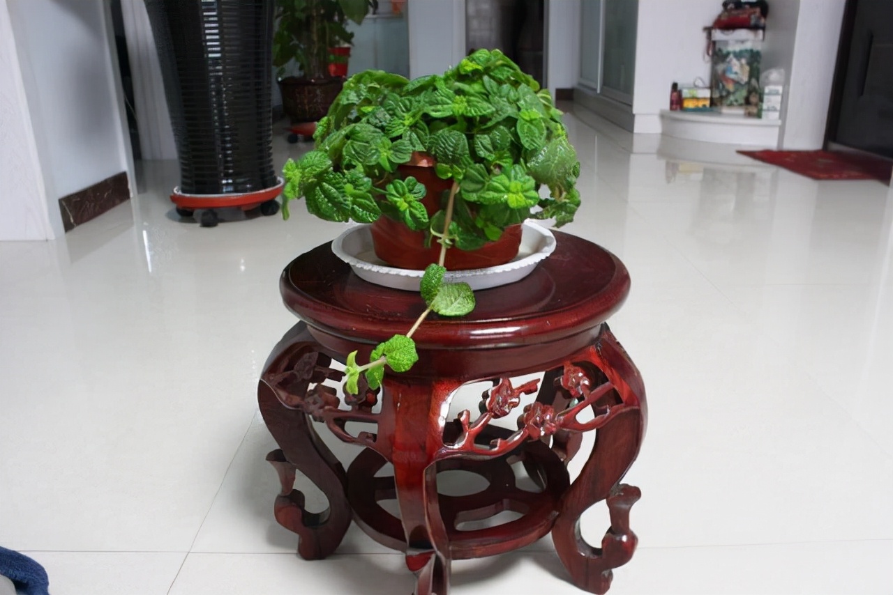 吸甲醛的绿植好养排名,吸甲醛的绿植哪些最好养活