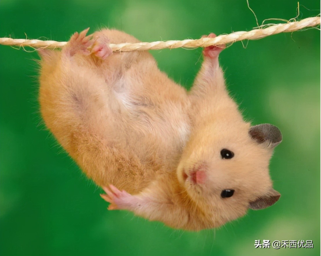 喂仓鼠什么食物才能达标,怎么喂仓鼠才是正确方法