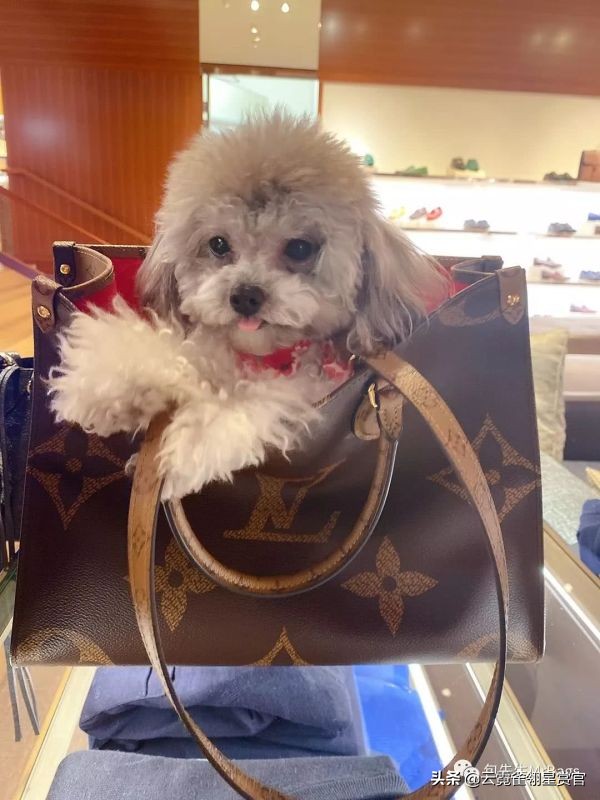 好看又大的宠物包,超好看的宠物包