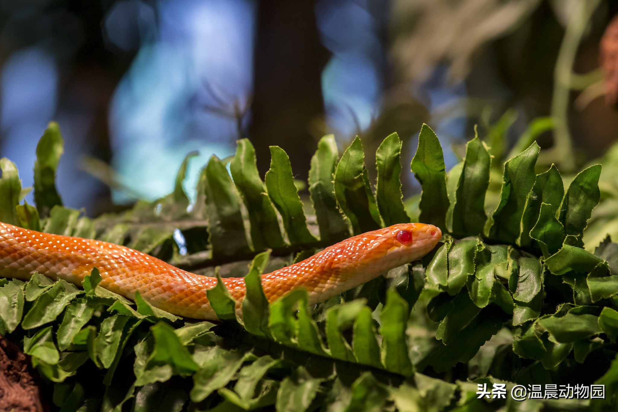 宠物蛇饲养指南,哪些没毒又可爱的宠物蛇可以养