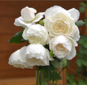 99棵月季,最值得入手的玫瑰月季