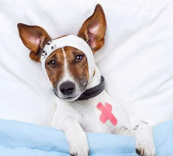 想要狗狗长寿铲屎官要注意这4点,铲屎官偶尔得知一个秘诀专治狗狗