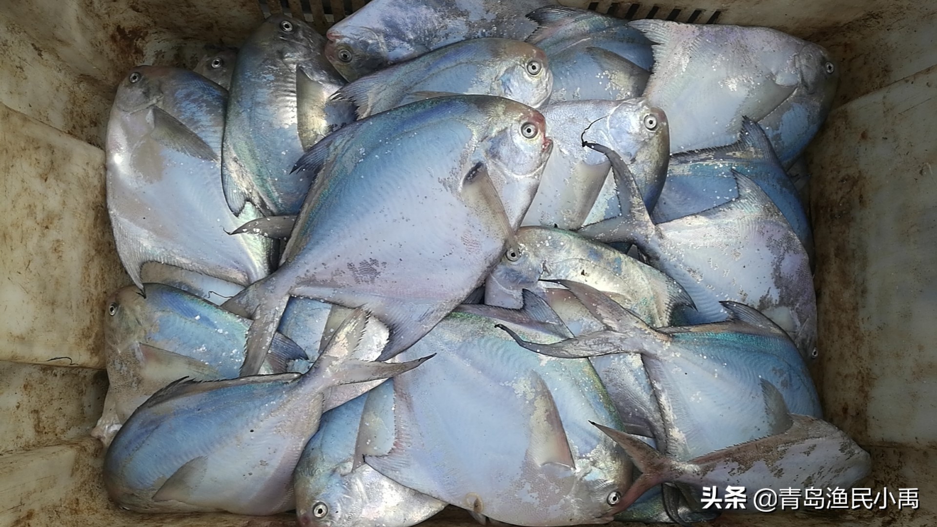 鲳鱼银鲳好还是金鲳好,银鲳鱼和金鲳鱼哪种贵