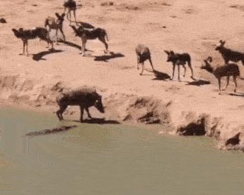 微胖渐欲迷人眼分分钟缴械投降的动态图