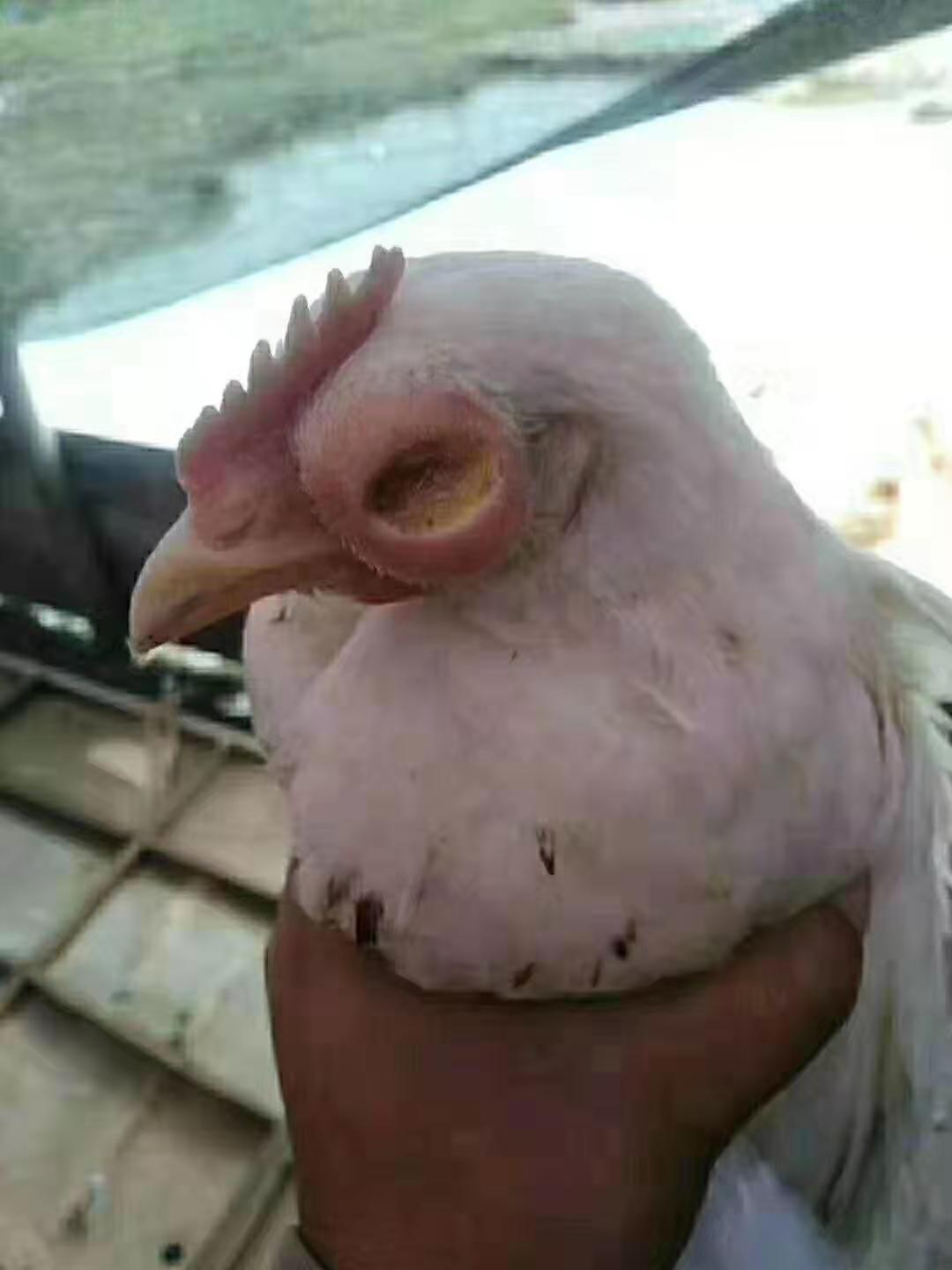 鸡长鸡痘眼睛瞎了能自己恢复吗,鸡的眼睛瞎了怎么办