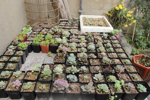 适合栽在庭院的多肉,庭院地栽多肉设计