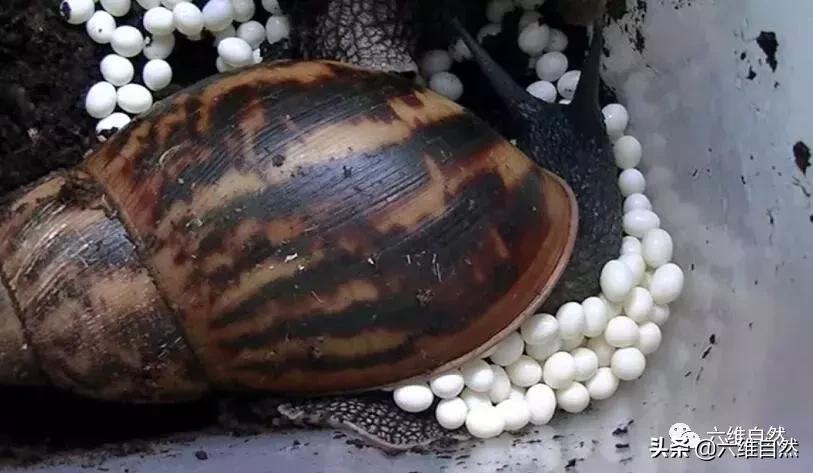 吃植物吃土吃水泥，还有什么是它不能食？非洲大蜗牛入侵世界各地