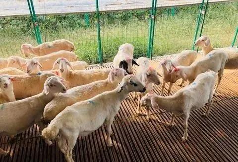 国家农村养殖户免息贷款怎么申请,农业养殖贷款免息要什么条件