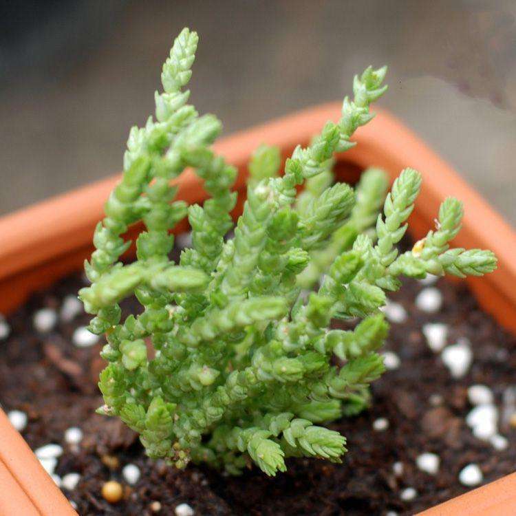 青锁龙属多肉繁殖方法,青锁龙繁殖栽培