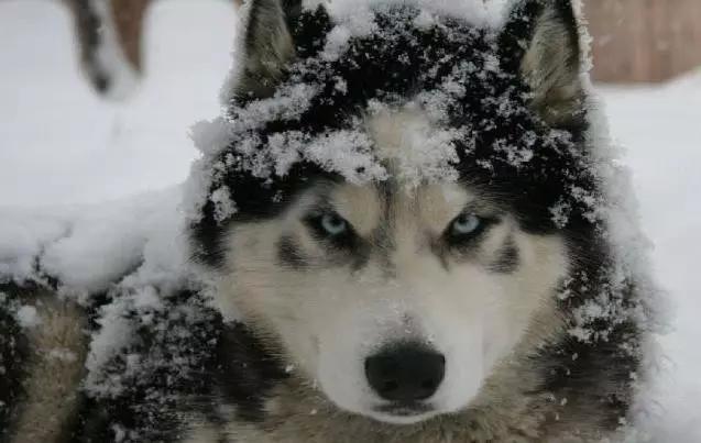 45种狗狗,45种狗类