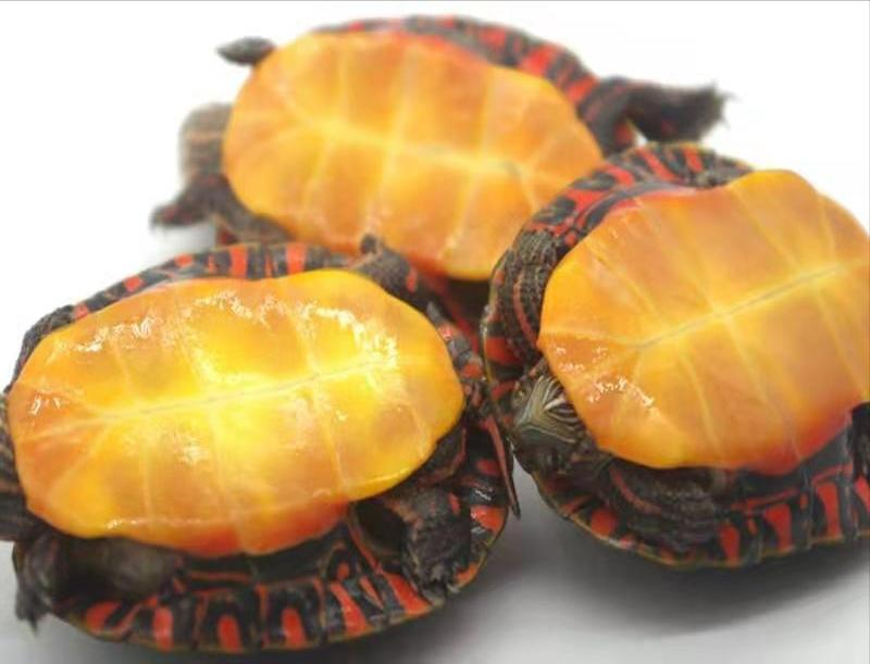 育龟龟粮系列怎么选,头盔龟和巨头龟怎么选