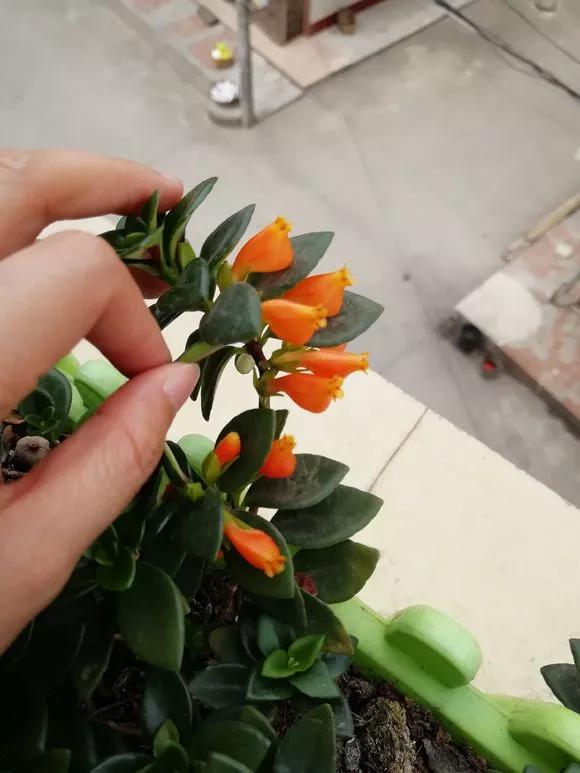 什么花最好养最耐阴,什么花最好种又耐阴