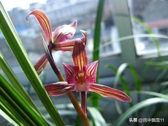 兰花分株方法和注意事项,兰花分株长新芽后多久可以施肥