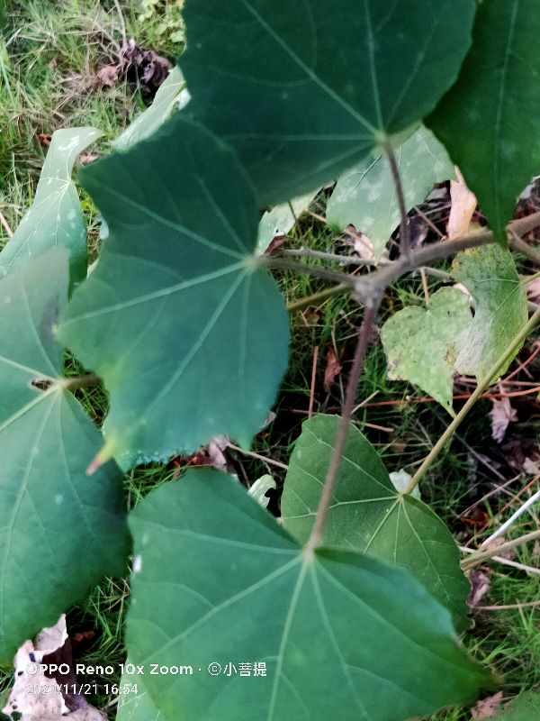 这种花通常用来比作美丽的女子，有人拿来做药，还有人当野菜吃