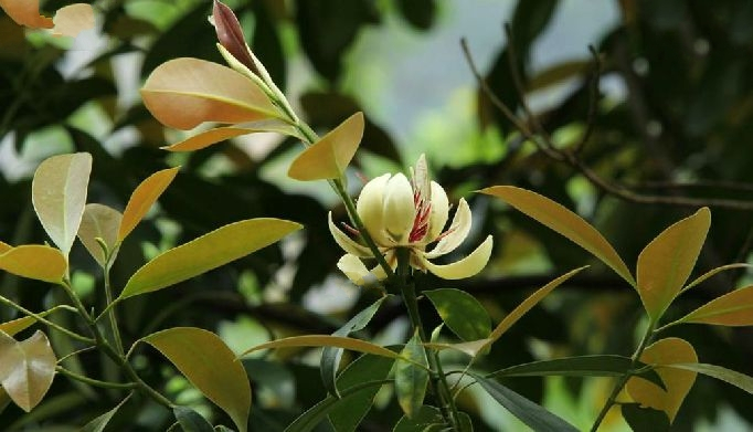 中华人民共和国野生植物保护名录,濒危保护植物名录药用植物多少种