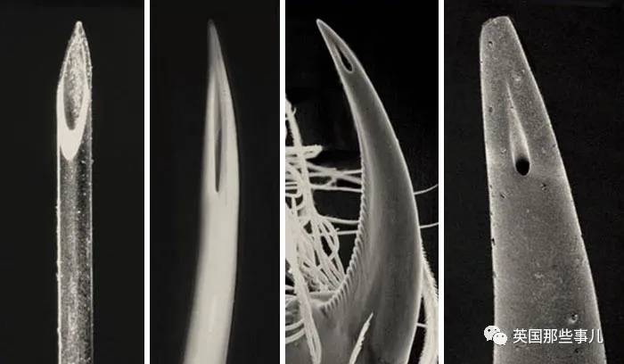 蓝鲸实拍有多大,蓝鲸到底有多大参照物