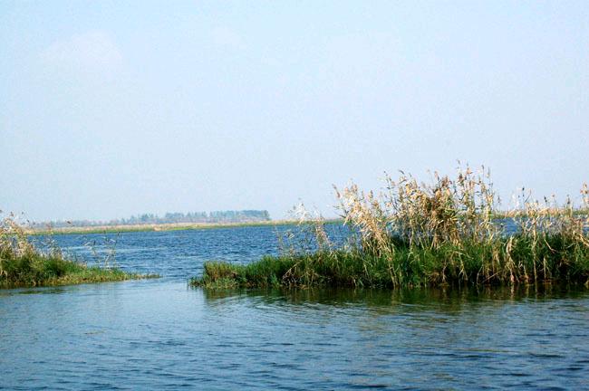 丹江口青虾特产,洪泽湖青虾图片大全