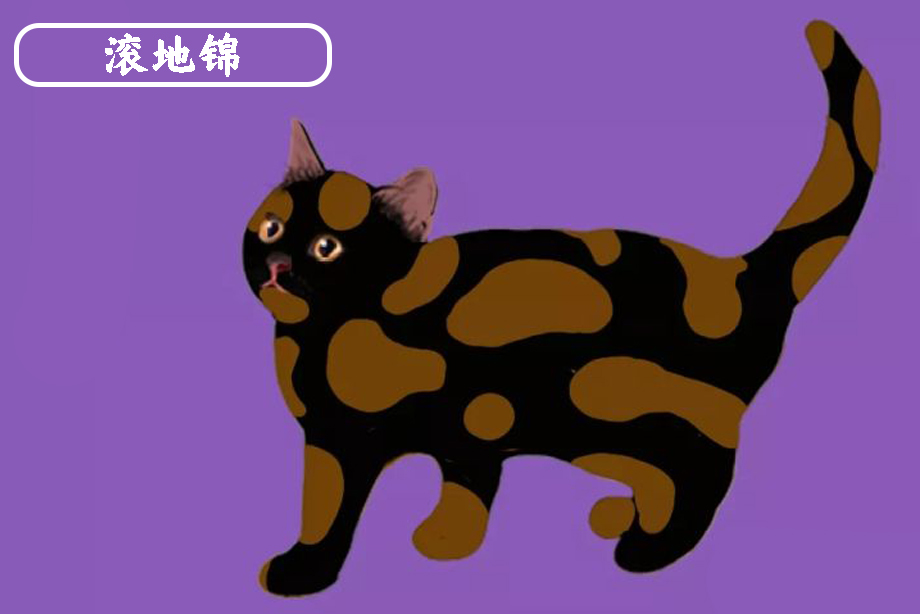 世界名猫品种大全及图片,玳瑁滚地锦能生出什么猫