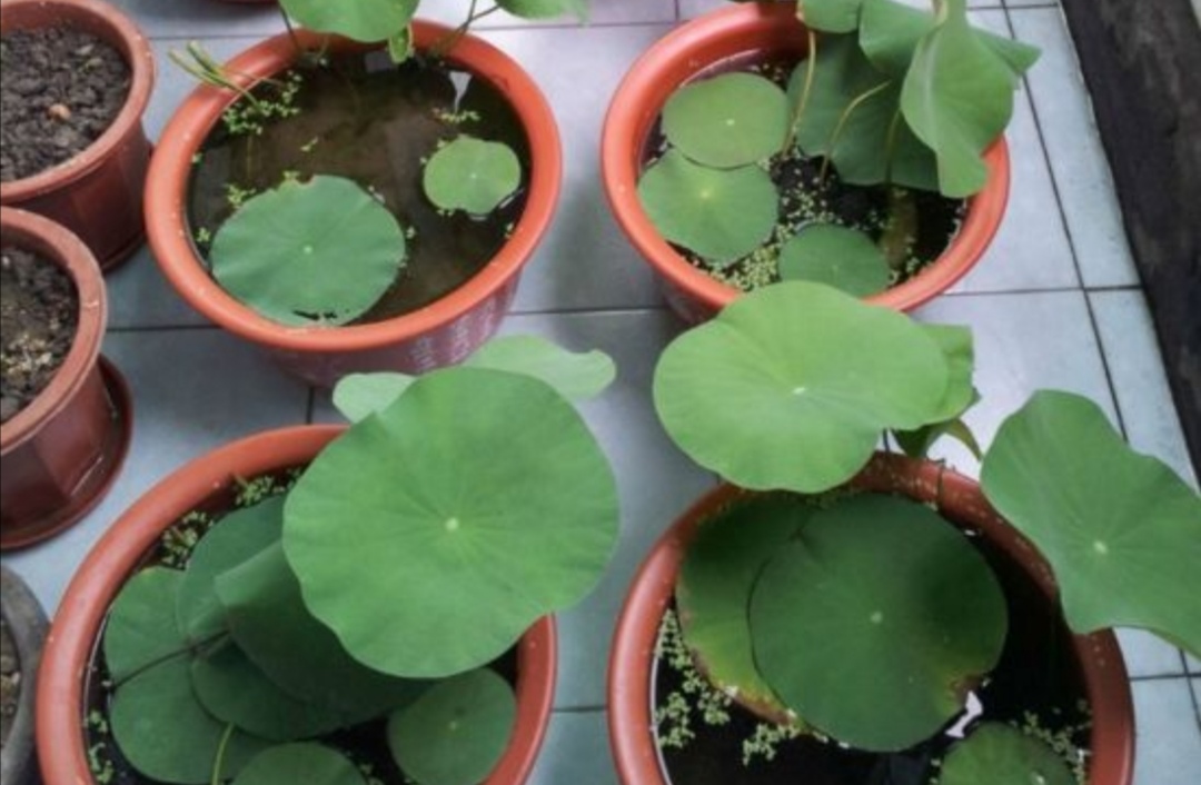 碗莲在家怎么养才能开花多,怎么养碗莲才能养得好