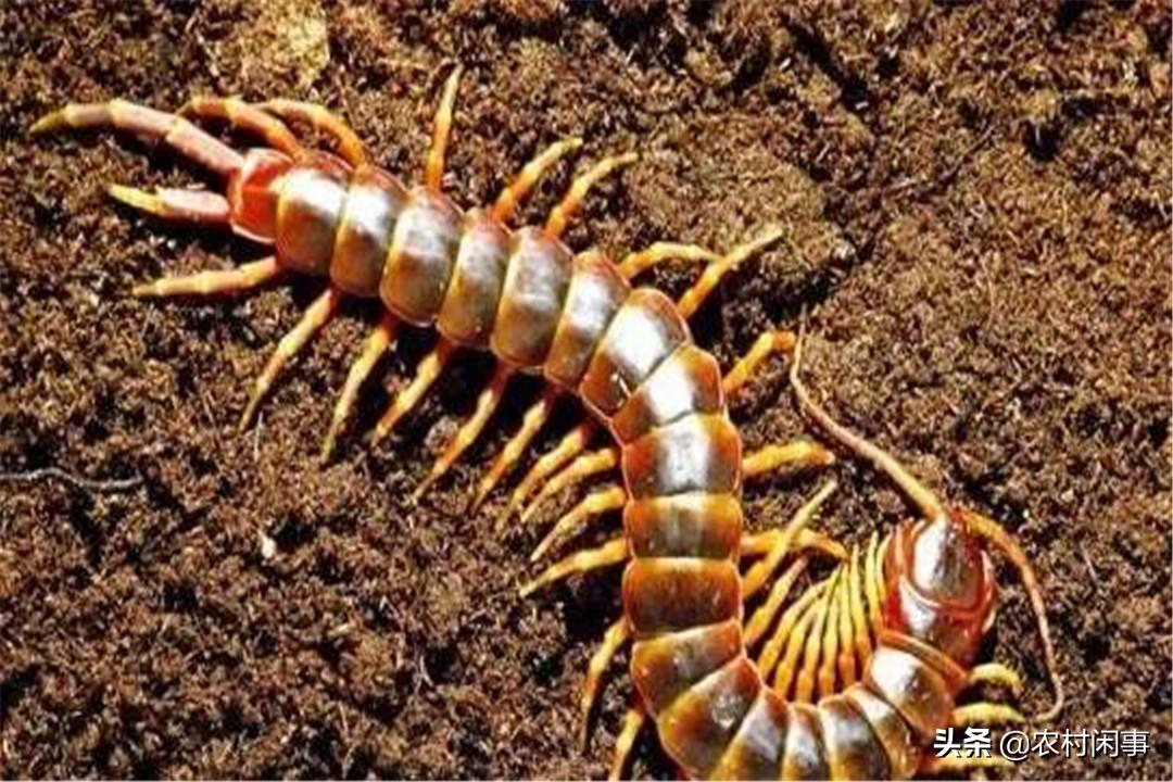 江西人养殖蜈蚣致富方法,蜈蚣的销路怎么样