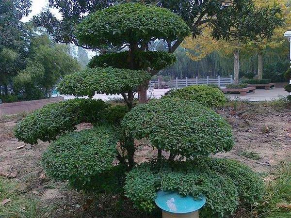 苗木造型树行情,造型树精品苗木