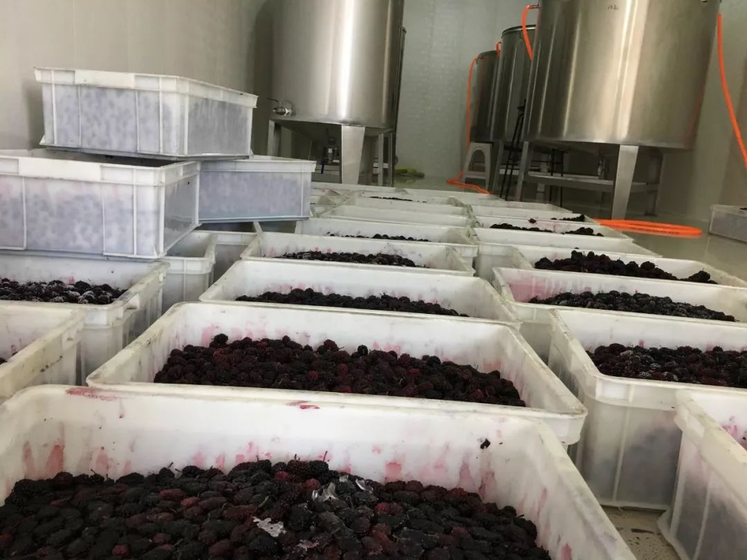 桑葚酒怎么降挥发酸,桑葚做酒酿为何容易发霉