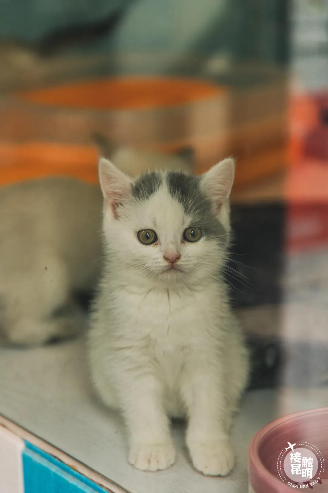 逛逛园博花鸟市场,园博花鸟市场攻略
