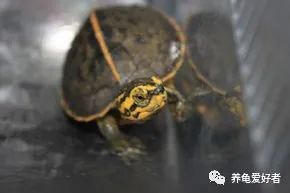 龟苗可以冷水过冬吗,什么季节适合入手龟苗