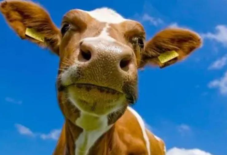 牛不倒嚼是什么原因导致的,牛倒嚼次数少是什么原因