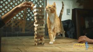 猫圈一定是魔咒吗,猫圈玄学黑猫