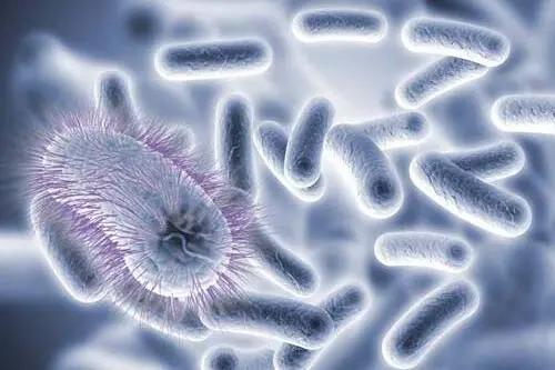 后疫情时代，如何巧用精油抵抗微小的病菌