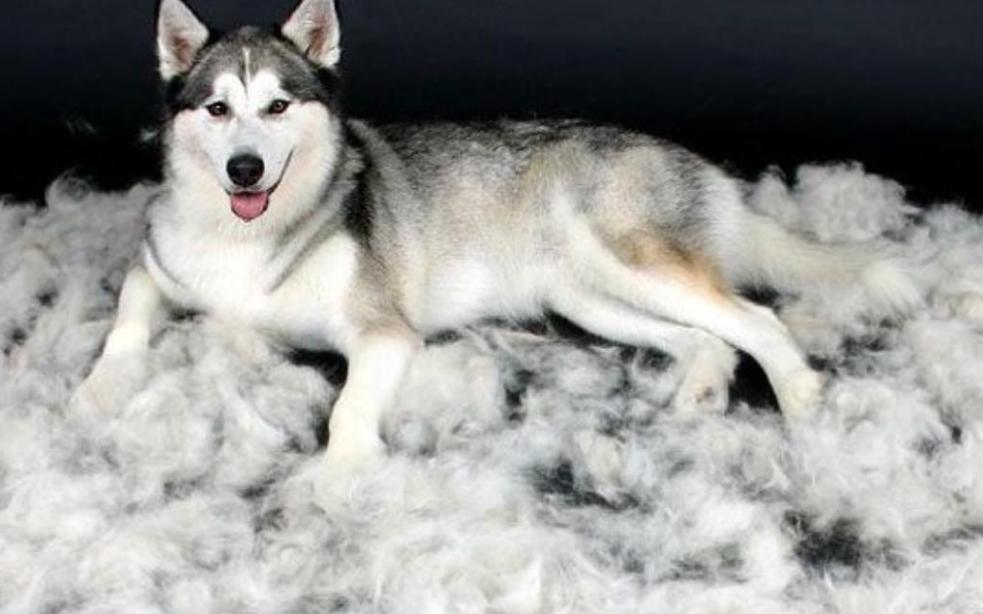 狗狗一块皮肤发红掉毛怎么治疗,狗狗剃毛后皮肤发黑掉毛抹什么药