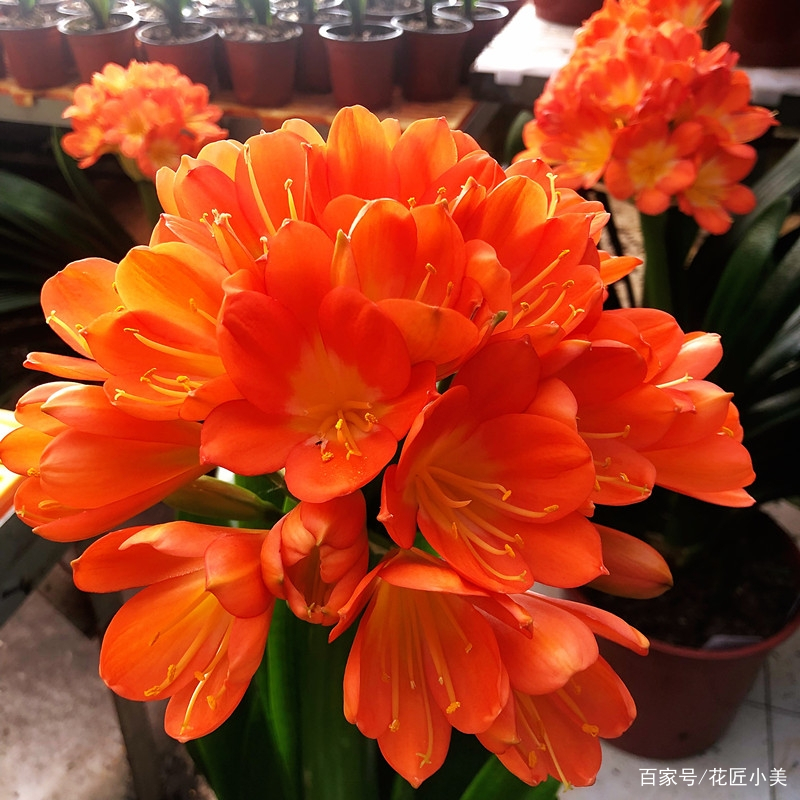 养君子兰掌握几个小技巧,大基座的君子兰是跟品种有关系吗