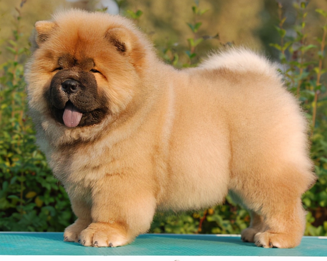 中国有哪些狗狗品种,来自中国的狗狗有哪些