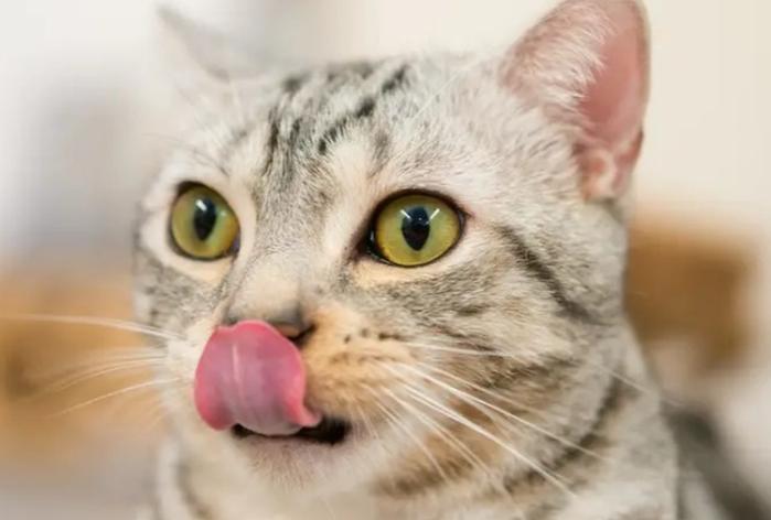 猫咪舔毛的时候也舔你表示什么,猫咪反复舔一个地方怎么解决