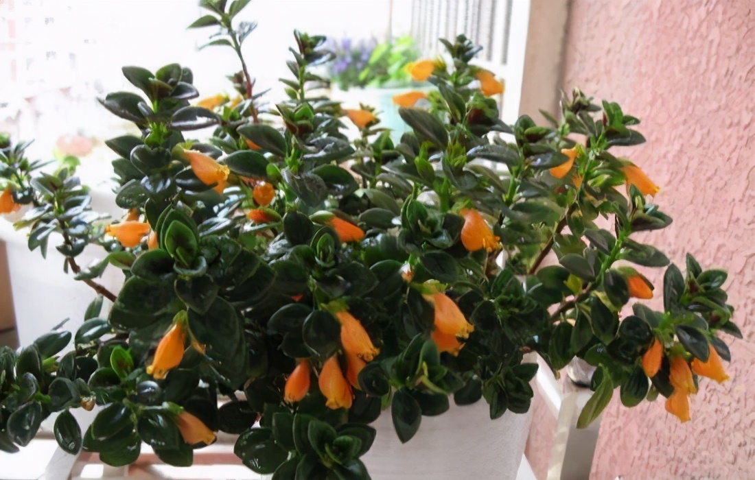 金鱼吊兰怎么养越养越亮,金鱼吊兰怎么养最旺盛