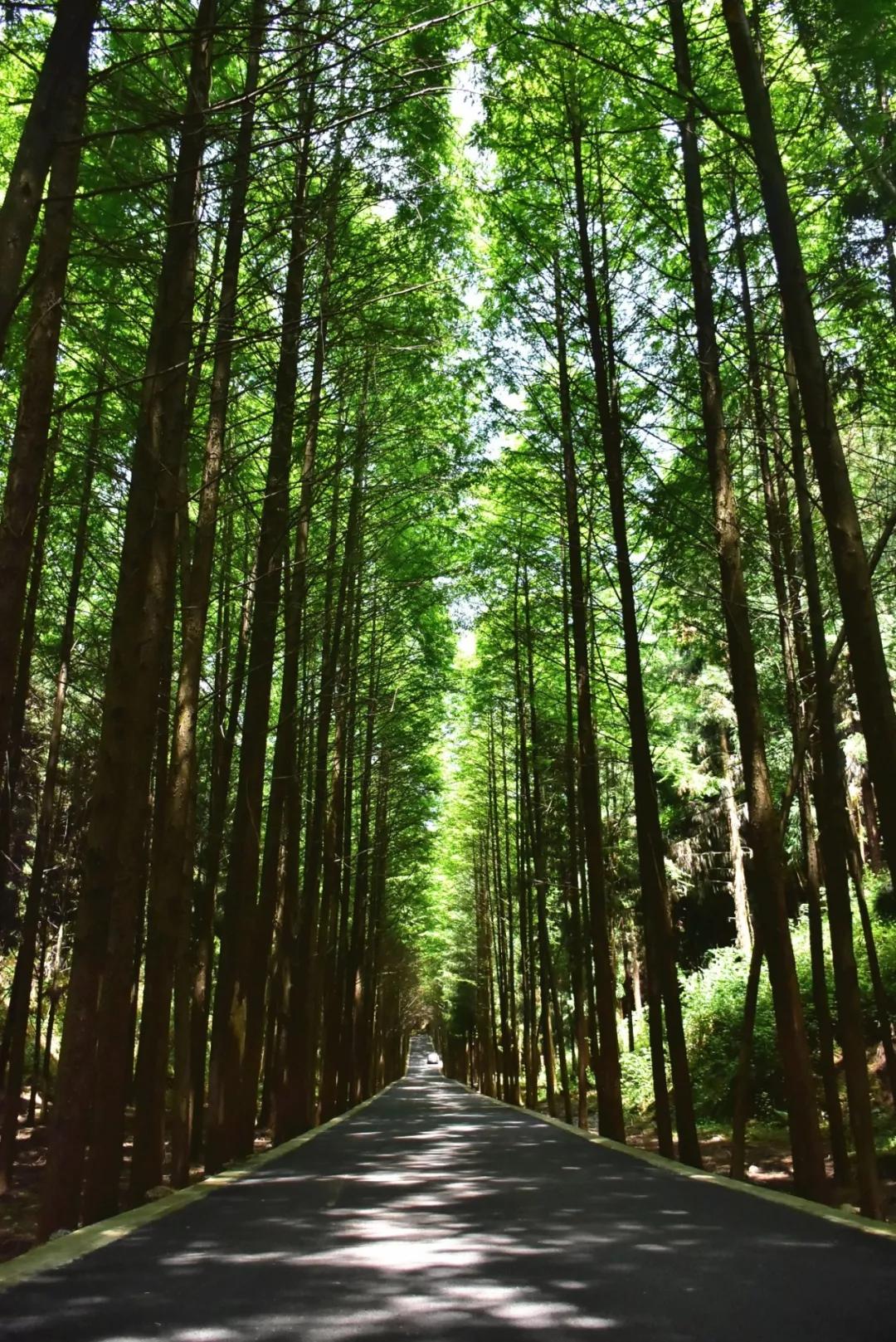 闲坐凉亭、徒步森林、畅快橡皮艇，快来苍溪纳凉避暑~