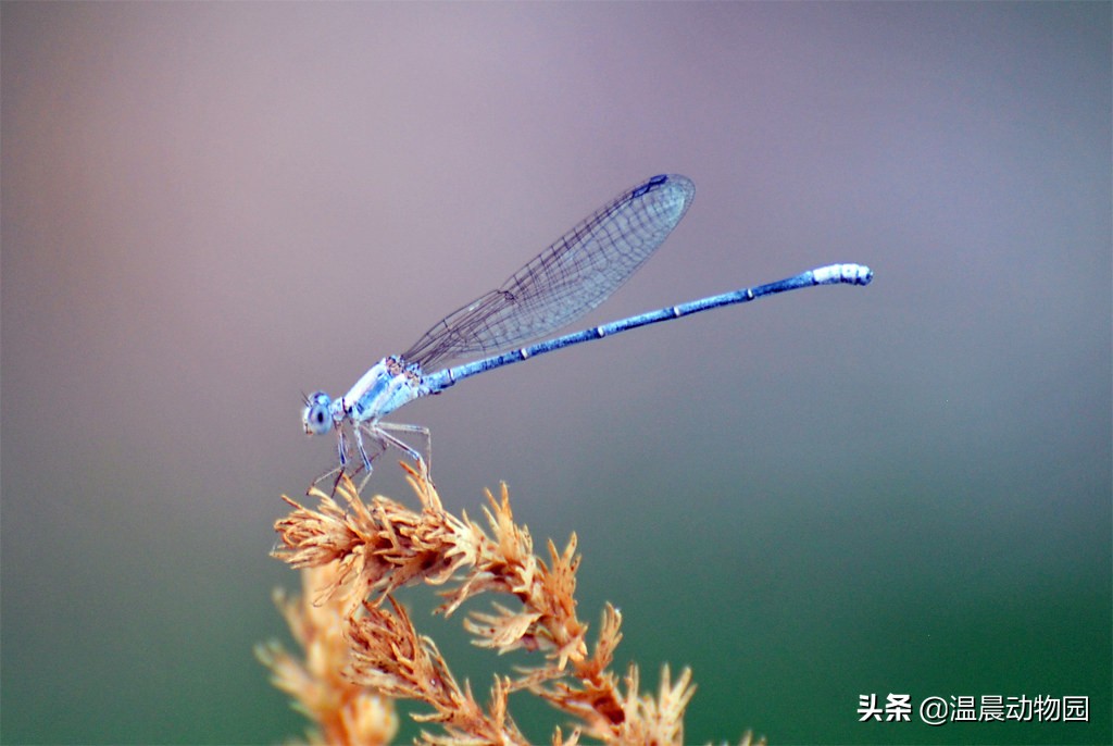 小时候农村人玩过的十种昆虫,农村人小时候一定玩过的10种昆虫