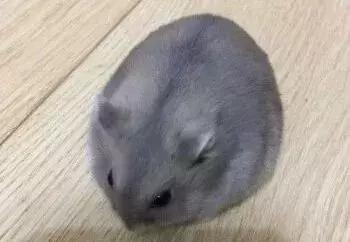 坎贝尔仓鼠和加卡利亚仓鼠,仓鼠生育的小仓鼠种类