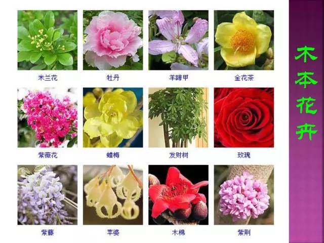 花卉大全500种观叶植物名称,1332种常见花卉植物图谱