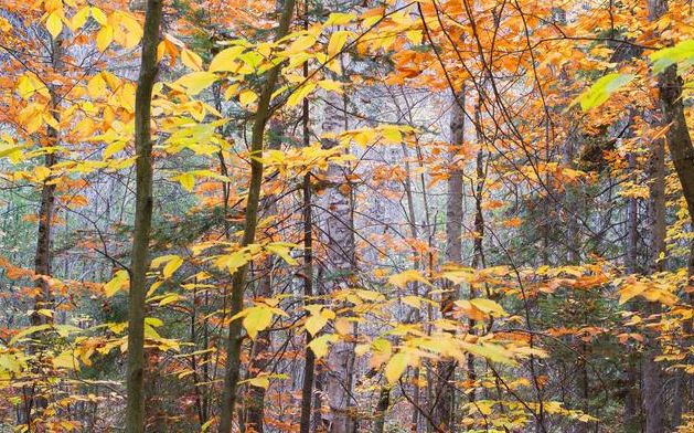 说心情不好无奈的句子,有些心事不能说的心情句子