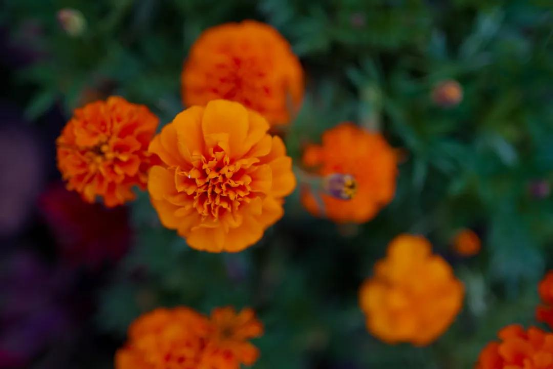 藏不住了！国庆节苏州这片花海美哭了！大人小孩玩到不想走