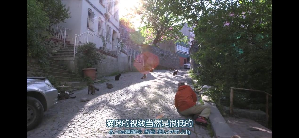 吸猫最高境界图片,吸猫最高境界完整视频